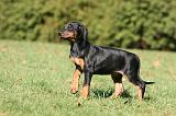 DOBERMANN 344